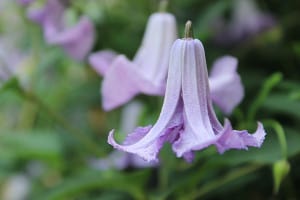 Clematis In My Garden